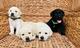 HERMOSOS CACHORROS LABRADORES 