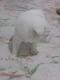 Venta de cachorros de Husky Siberianos de color blanco