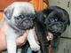 Awesome Pug Pups Available