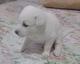 Cachorro Husky Siberiano de color blanco